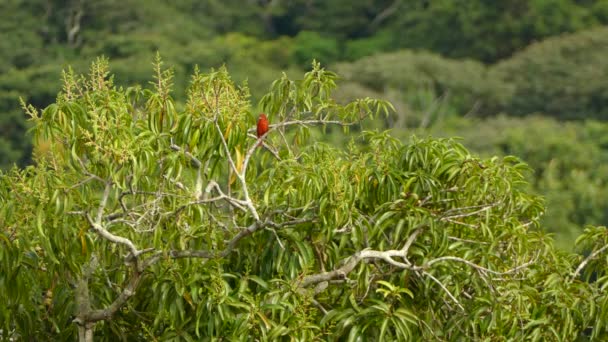 Zomer Tanager Vogel Neergestreken Bovenop Een Boom Met Wazige Jungle — Stockvideo