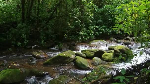 Caméra montée sur stéadicam à mouvement lent filmant les eaux d'un ruisseau 