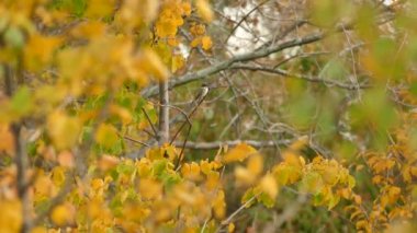 Uçan kuş, sonbahar renklerinde tünemiş ve yapraklarda hafif rüzgar esiyordu.