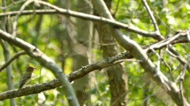 Kanada yaprak döken ormanlarında güneşte uçan kuş görüntüleri.