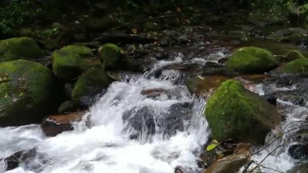 热带河流小道稳定拍摄 水在岩石上倾泻而下 — 图库视频影像