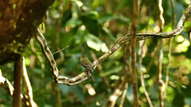 Östra Wood Pewee Uppe Liana Och Flyger Iväg Djungeln — Stockvideo