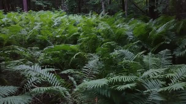 Mooie Weelderige Varens Groeien Het Wild Noord Amerikaanse Bos — Stockvideo