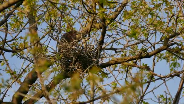 Green Heron Perched Atop Tree Its Nest Spring Soft Sunlight — Stock Video