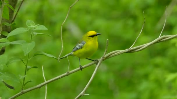 Spektakularne Zbliżenie Niebieskoskrzydłego Ptaka Warblera Stąpającego Maleńkiej Gałęzi — Wideo stockowe