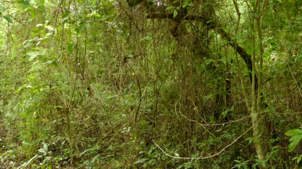 Vue large de la paruline orangée dans la jungle dense brosse et gros plan 