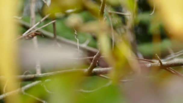 Séquence de suivi du roi couronné d'or se déplaçant rapidement dans la nature 