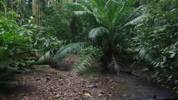 Langzame Gestage Jungle Wandeling Richting Palmboom Langs Zuivere Waterstroom — Stockvideo