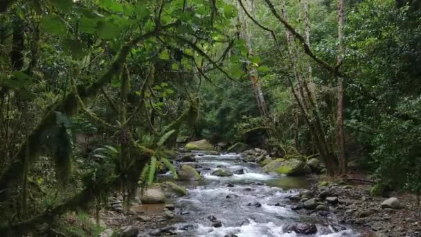 Ramo Musgoso Com Crescimento Samambaia Visto Aproximação Gimbal Rio — Vídeo de Stock