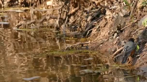 Robin Bird Advancing Muddy River Shore Algae Branches — Stock Video