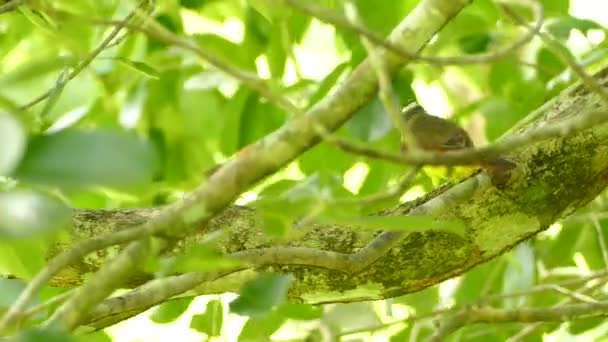 Kiskadee Exotiska Fågel Kämpar För Att Döda Mask Innan Äter — Stockvideo