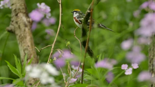 1つの発声を作る花のフィールドでのウグイスの鳥の見事な自然のショット — ストック動画