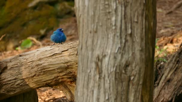 Indigo Bunting Ptak Stojący Dużym Pniu Drzewa Dzikim Lesie Kanadyjskim — Wideo stockowe