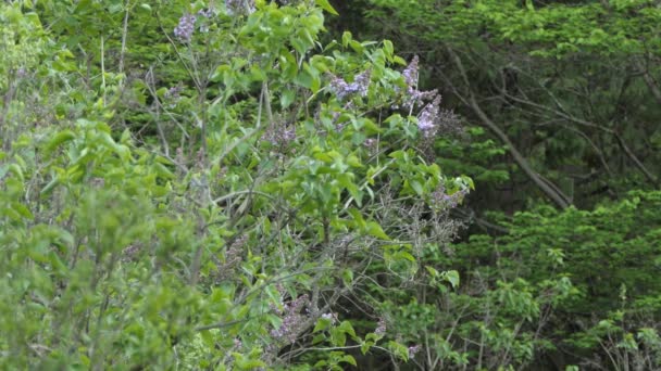 Paruline volante rapide oiseau décolle avec un mouvement bizarre d'un arbre lilas dans les fleurs 