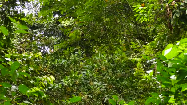 Gruppe Weißgesichtiger Kapuzineraffen Cebus Capucinus Versteckt Sich Dschungel — Stockvideo