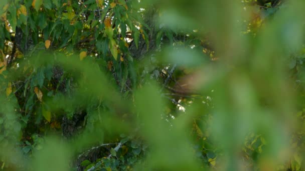 Oiseau Geai Bleu Partiellement Caché Derrière Des Feuilles Larges Fraîches — Video