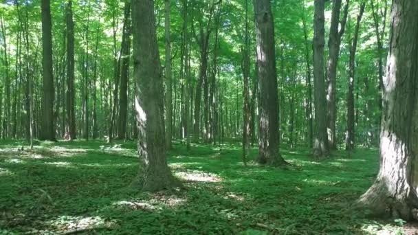 Steadicam prise de vue de la forêt de feuillus en été avec perçage du soleil à travers 