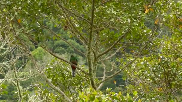 Feminino Quetzal Empoleirado Uma Árvore Tiro Médio Com Fundo Embaçado — Vídeo de Stock