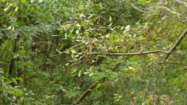 Zeer Snelle Kleine Vogel Florerend Weelderig Loofbos Roepend Een Fruitboom — Stockvideo