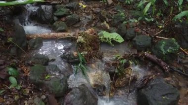 Saf orman zemininde kayaların ve toprağın içinden akan suyun yakın görüntüsü