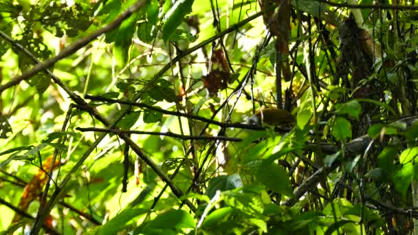 热带橙色的鸟栖息在阳光下的树枝上 — 图库视频影像