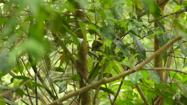 Petit Oiseau Euphonie Aux Plumes Orange Dresse Dense Forêt Tropicale — Video