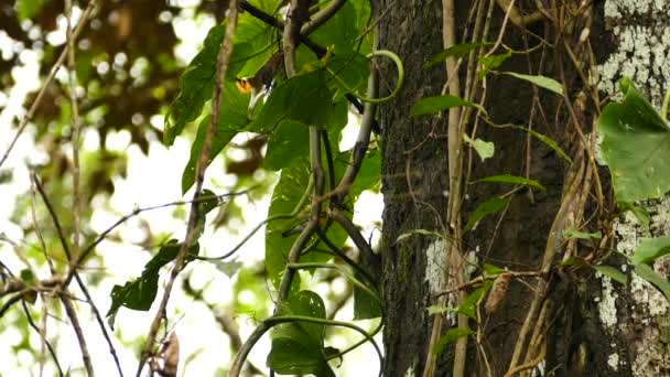 Petit Oiseau Orange Perché Sur Côté Tronc Arbre Luxuriant — Video