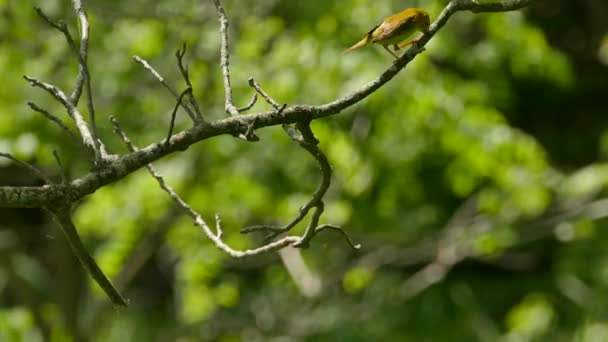 Uccello Femmina Piuttosto Giallo Parula Con Distintive Gambe Arancioni Estate — Video Stock