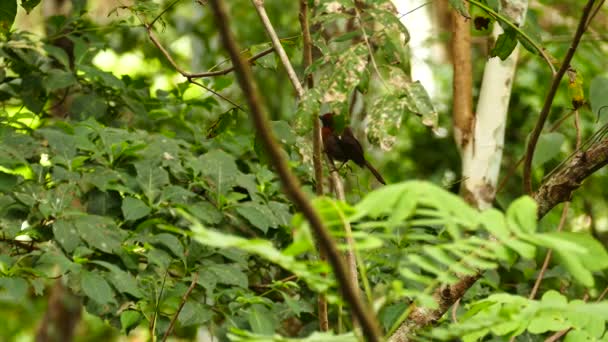 Hormiga Garganta Roja Tanager Habia Fuscicauda Saltando Por Una Rama — Vídeos de Stock