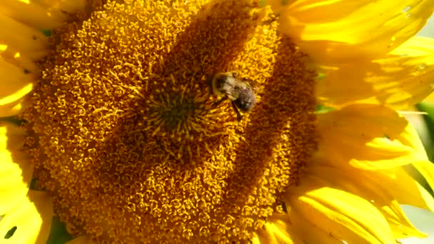 Grote Bij Voeden Van Het Centrum Van Zonnebloem Fel Verlicht — Stockvideo