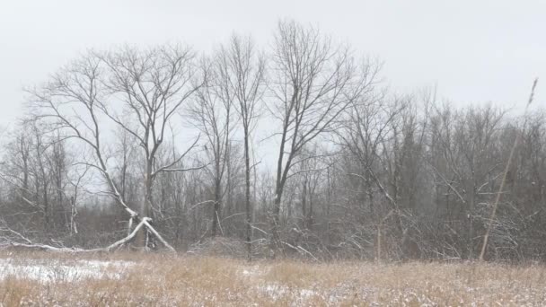 Amplia Vista Panorámica Del Campo Principios Invierno Con Gran Ave — Vídeo de stock