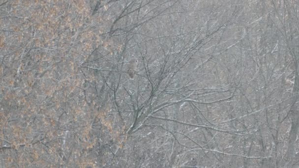 Triple Toma Búho Barrado Posado Distancia Bajo Nieve Ligera — Vídeos de Stock