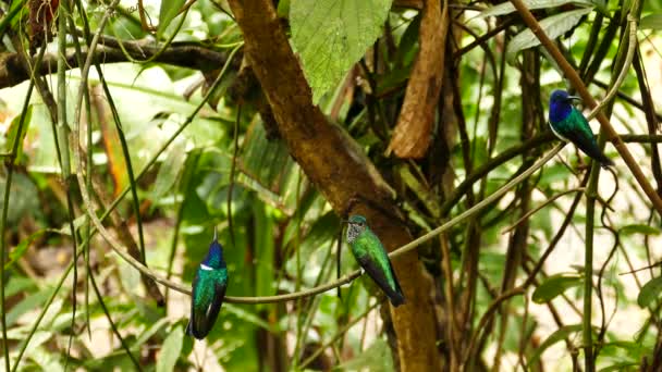 Trois Colibris Perchés Sur Même Branche Dans Jungle — Video
