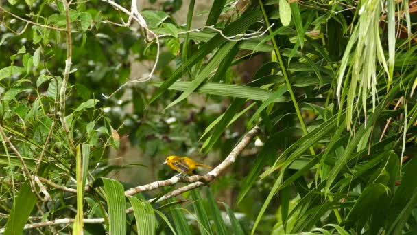 Ziemlich Orangefarbener Vogel Hockt Und Hebt Vom Perfekten Zweig — Stockvideo