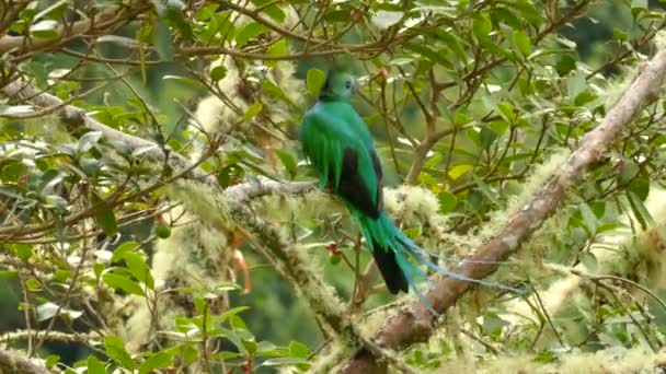 Ocasní Peří Jemně Foukáno Větrem Udeřícího Quetzalského Ptáka — Stock video