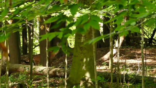 Deer Walking Peeking Large Trees Deciduous Forest — Stock Video