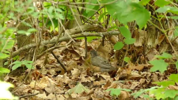 Merle Amérique Avec Différentes Marques Plumes Butinant Sol — Video