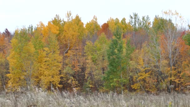 Grüne Gelbe Und Orangefarbene Farben Der Bäume Herbst — Stockvideo