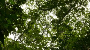 Maymunla birlikte aşağıdan görülen etkileyici bir yağmur ormanı.