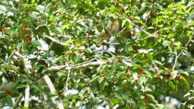 Kahverengi kuş, böğürtlen ağacına tünedikten sonra havalanıyor