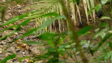 Küçük sahil kuşu Kuzey su ardıcı ölü yaprakları kaldırarak suda arama yapıyor.