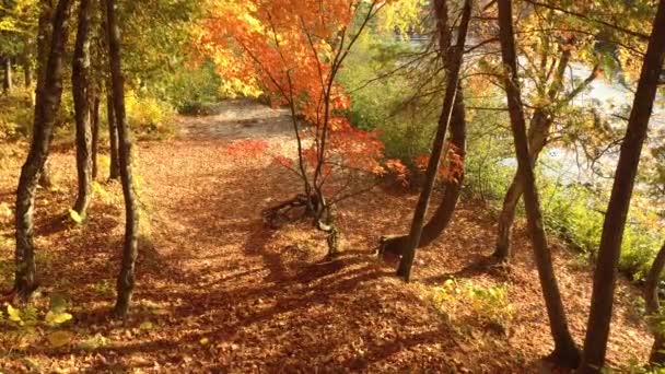 Superbe Drone Aérien Descendant Forêt Avec Plage Automne — Video