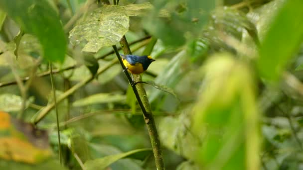 Oiseau Exotique Euphonique Mâle Couronne Jaune Frappant Amérique Sud — Video