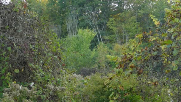 森と数羽の鳥と混合平野の真ん中に乾いたブラシを鍛造ラクーン — ストック動画