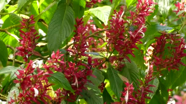 Pájaro Trepador Miel Brillante Color Llamativo Flor Rosa Brillante Primer — Vídeos de Stock