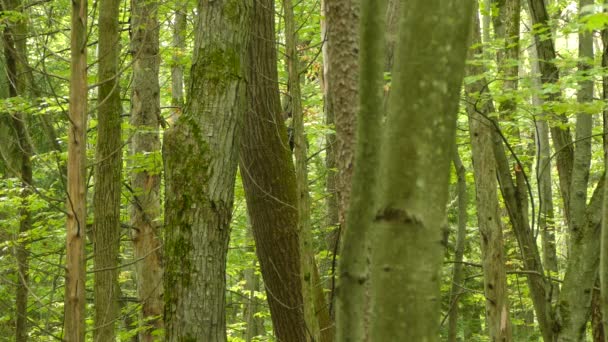 Boschi Canadesi Occupati Con Numerosi Alberi Grande Picchio — Video Stock