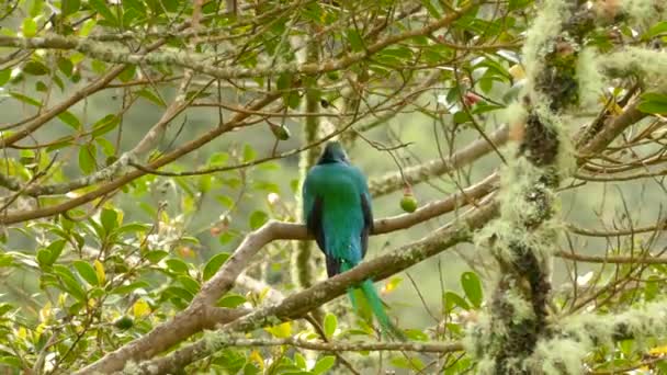 Zoom Out Uccello Quetzal Seduto Albero Con Alta Montagna Dietro — Video Stock