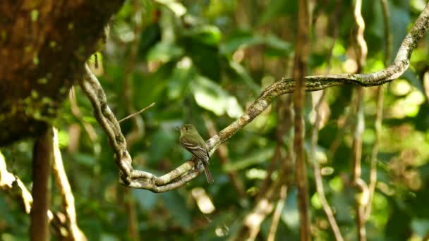 Scharfer Schuss Eines Fliegenschnappvogels Der Tropischen Dschungel Nach Beute Fliegt — Stockvideo