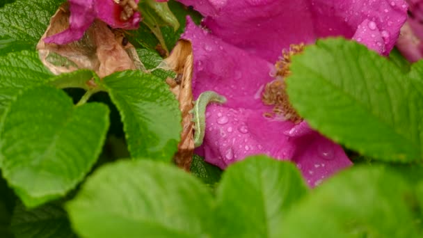 Небольшая Светло Зеленая Гусеница Идущая Центру Розового Цветка Легким Дождем — стоковое видео