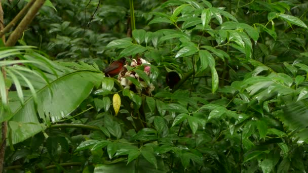 Tanager Cramoisi Nourrissant Fleurs Tandis Autre Attend Proximité — Video